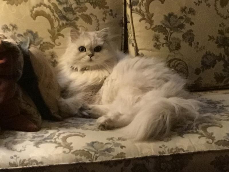 Simone (we call her Missy)