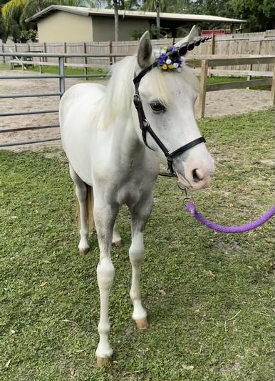 Happy, clean pony! Keeps him looking white.