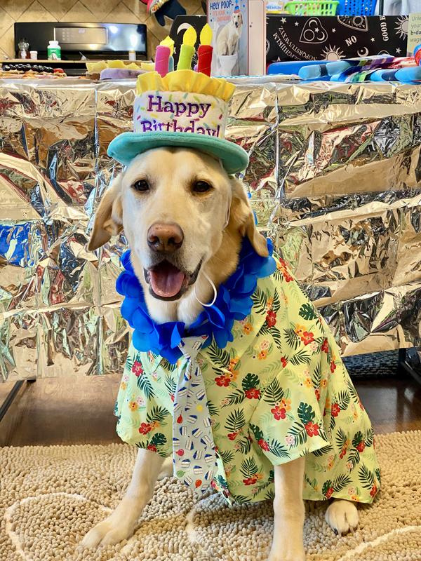 Mr. Bear’s birthday tie. Happy 9th Birthday!