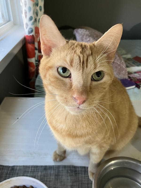 His left eye usually runs but is all cleared up!