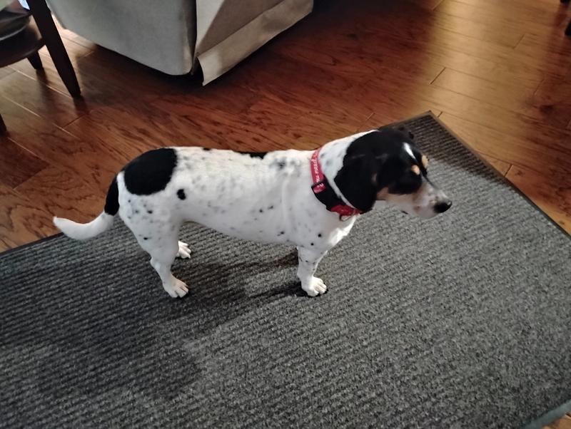 Ordered too large of collar, but it is adjustable