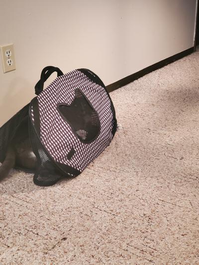 Necoichi ultra light fashion collapsible cat carrier