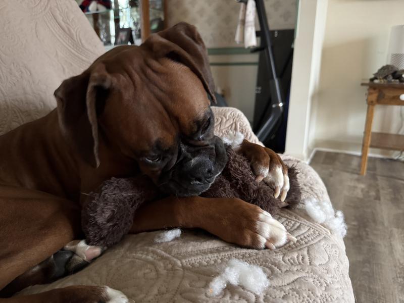 Doesn’t hold up to a REALLY tough chewer but she loves it!