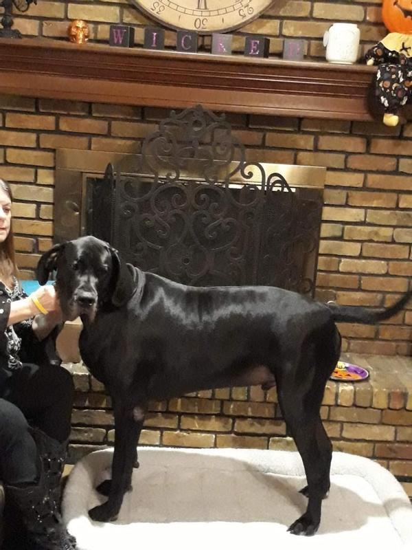 Assistance Dog Velvet, a European Great Dane. He keeps me moving.