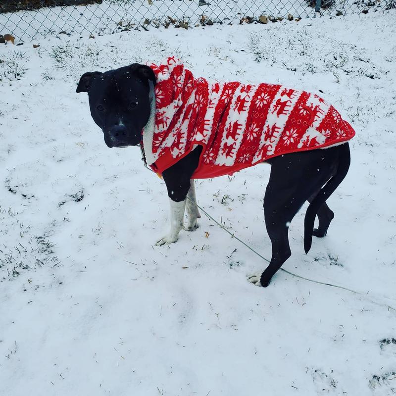 First time she got to wear her new hoodie, 12/28/20.