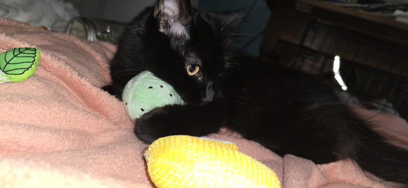 Are Mint Toys Safe for Cats: Essential Facts Every Owner Must Know
