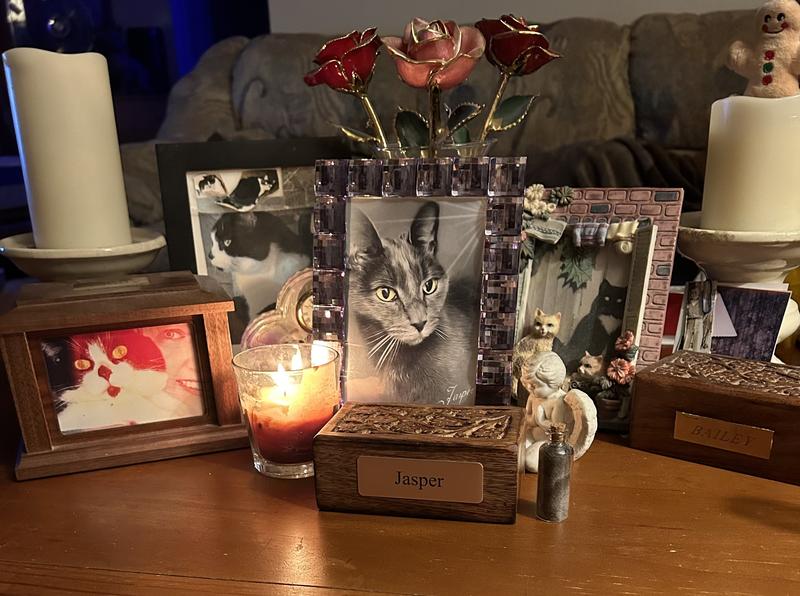 I got his ashes back that day and a little vial with his fur inside. My other two cats who passed, Bailey and Buddy are with Jasper.