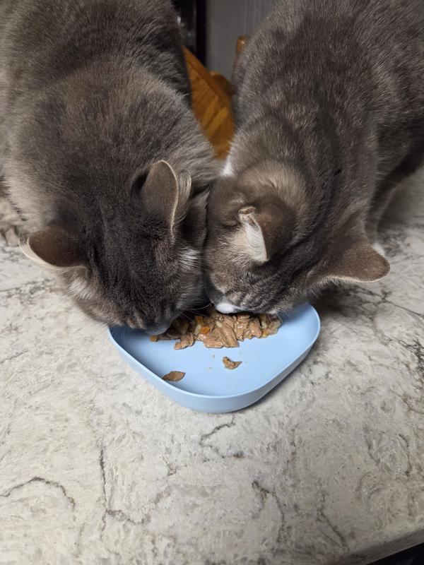 Remi and Gremlin sharing 🥰