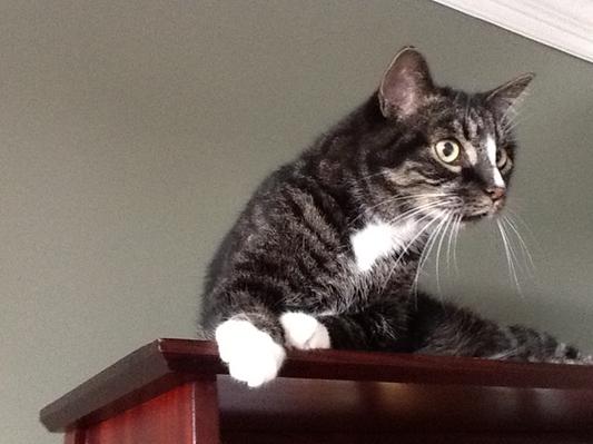 Oscar perched on top of hall tree.