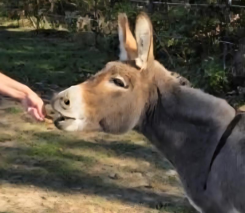 From 20 year old Puzzle:  "Where have these treats been all of my life?!"