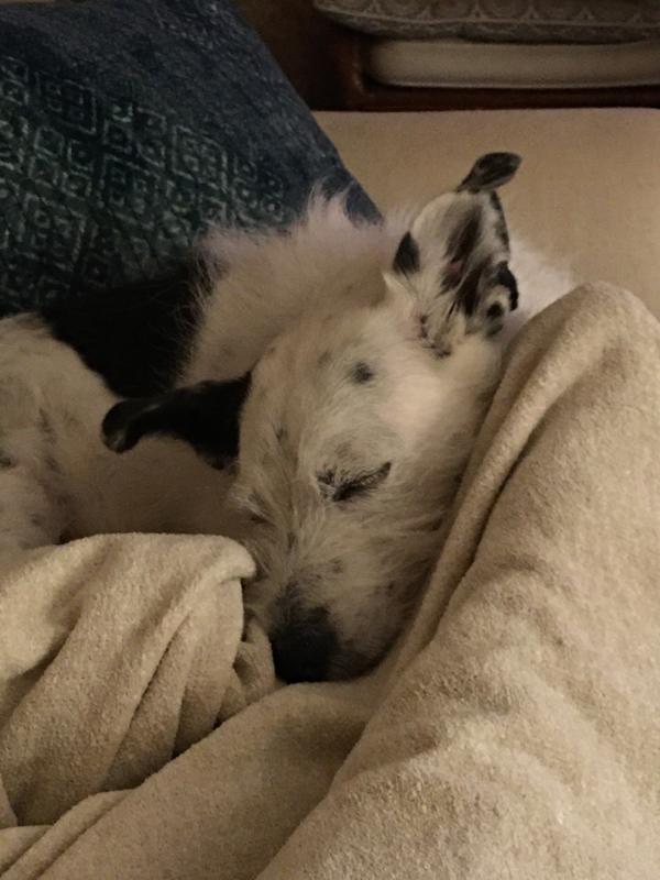 Winslow likes to snuggle
