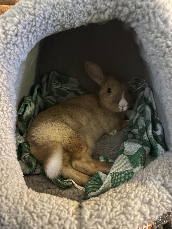 A bunny chilling in the heated bed