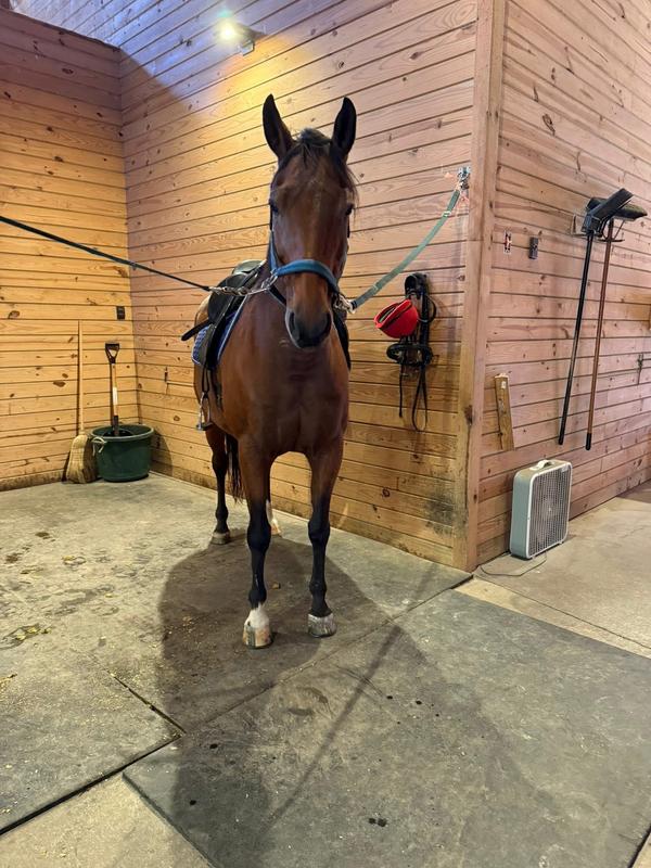 One of my horses Aurora