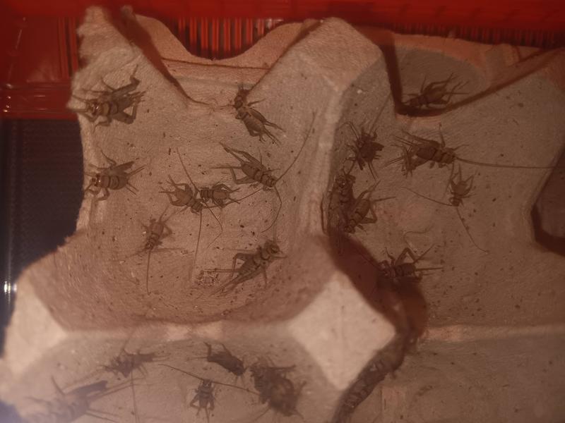 TOP HAT CRICKETS Crickets Reptile Food, Small, 500 count