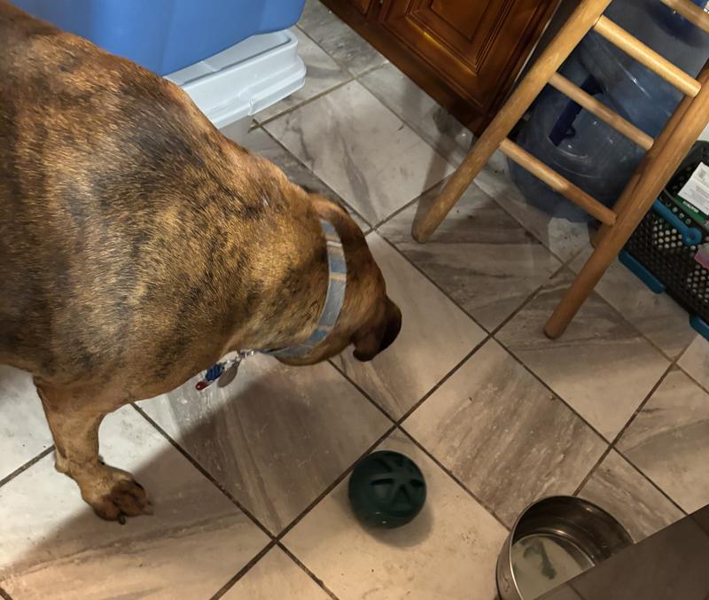 Cinnamon beating Minnie to the punch.