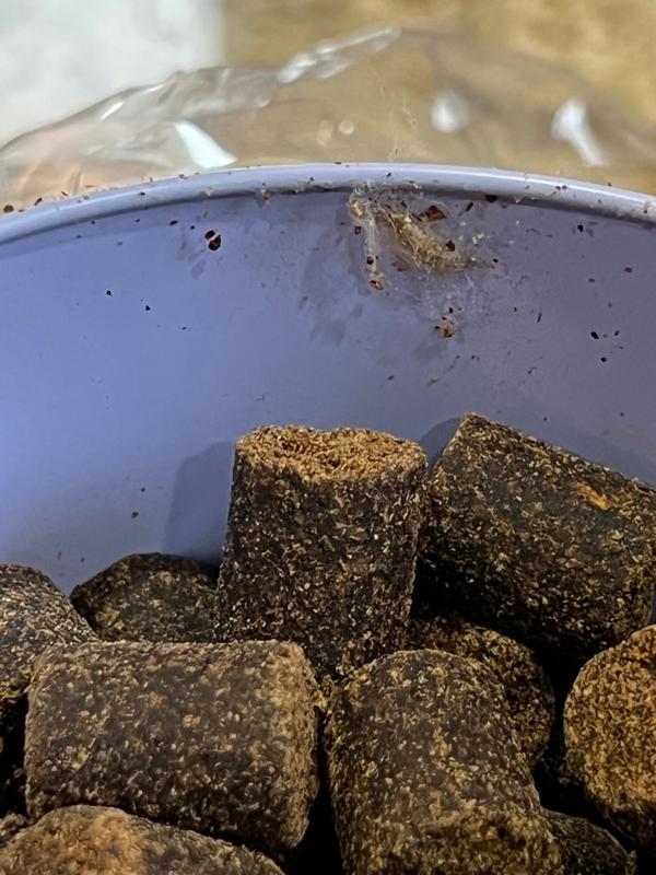 insect webbing under lip of newly opened can