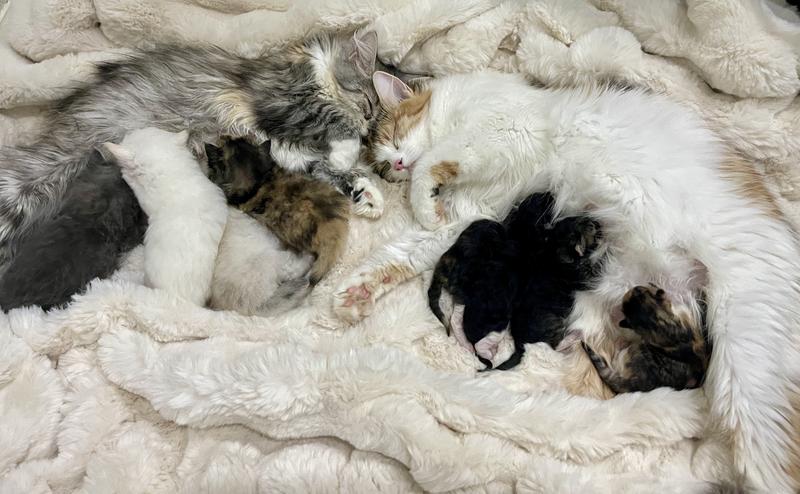Two cat moms co-parenting their kittens, without having to worry about fleas!
