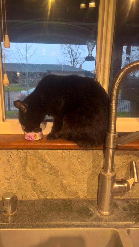 Jett being 'Pampered'