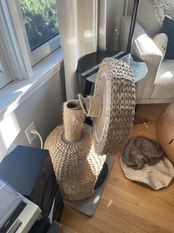 Nearly five years later the cats managed to do this