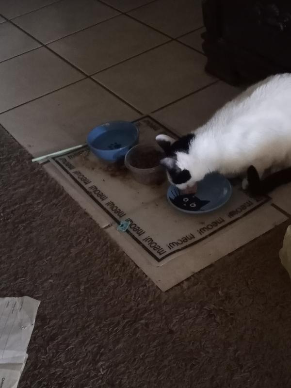 Bailey's ready for meal time