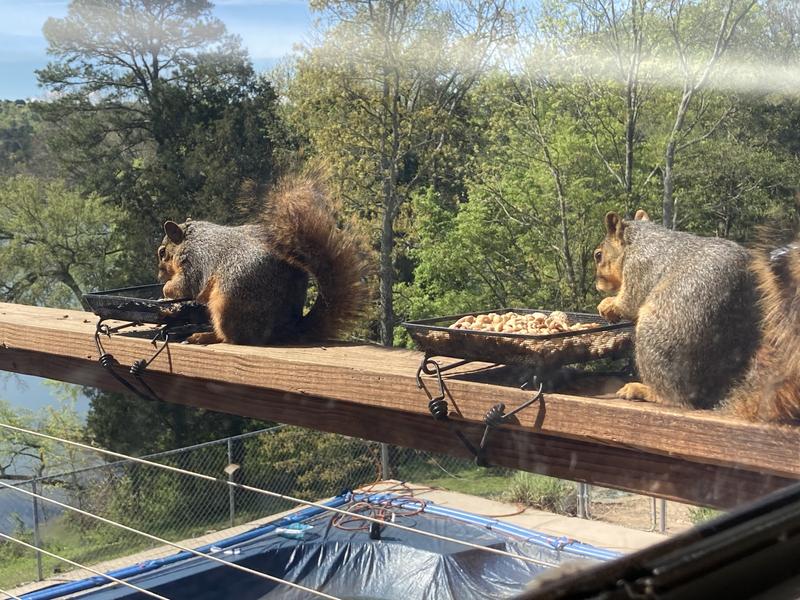 Happy squirrels
