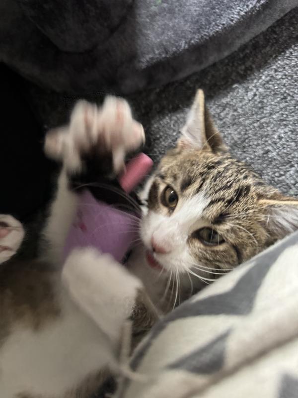 Taro and Taro Milk Tea