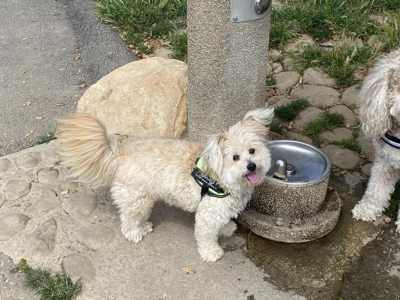 HILL'S SCIENCE DIET Adult Sensitive Stomach & Sensitive Skin Canned Dog