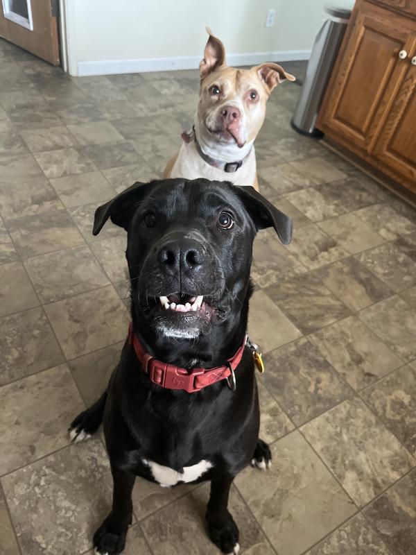 Tilly and Marty definitely not begging, but waiting patiently for a treat.