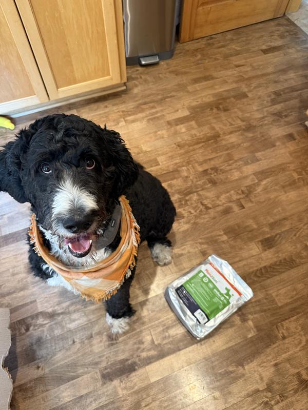 Jaskier is a giant bernedoodle and weighs 100 pounds for size comparison