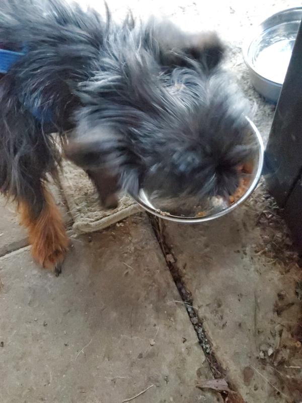 Shakespeare can't stop eating for a picture.