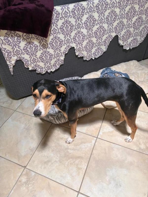 Dogs after bath with FURminator DeShedding Dog Shampoo