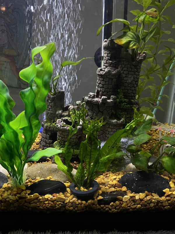 20 gallon with Albino Plecostomus