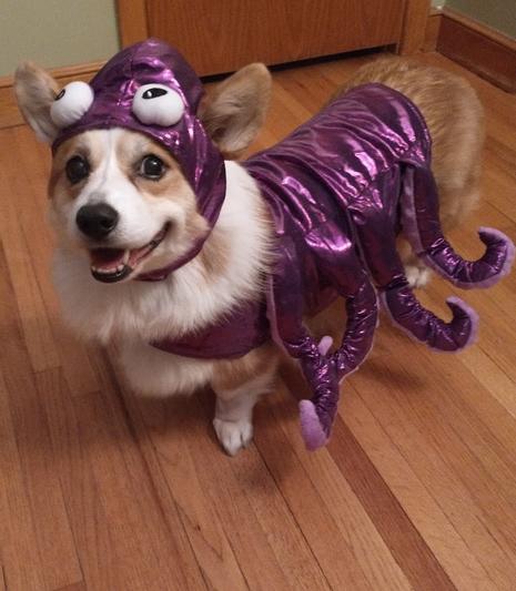 Product Reviews for FRISCO Octopus Dog & Cat Costume