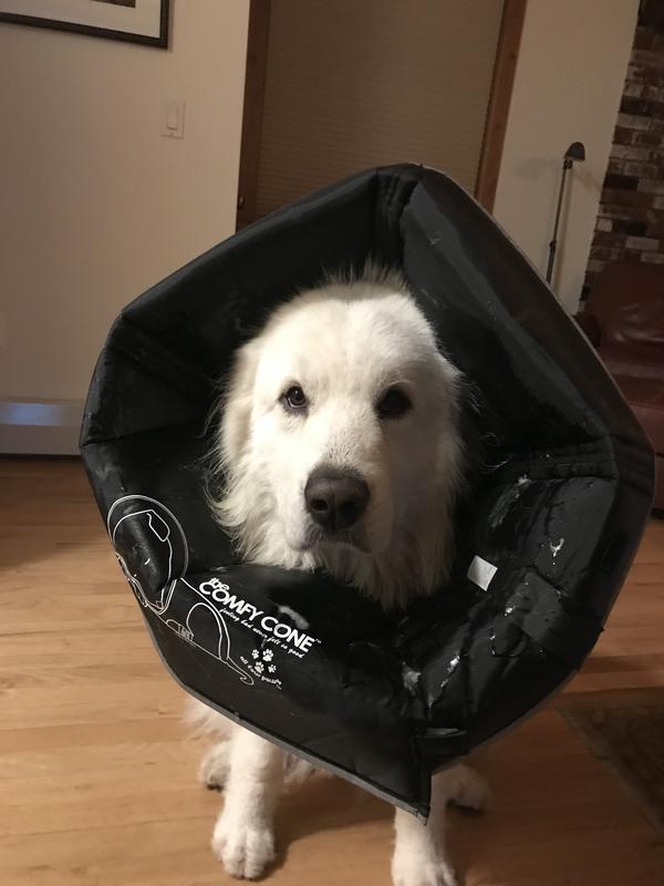 The comfy cone for cheap dogs