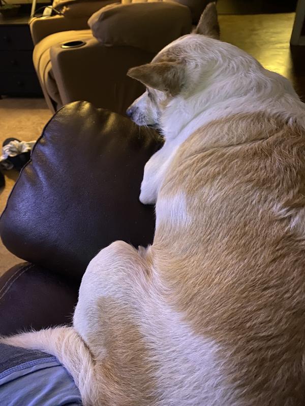 Peanut is an itchy dog.