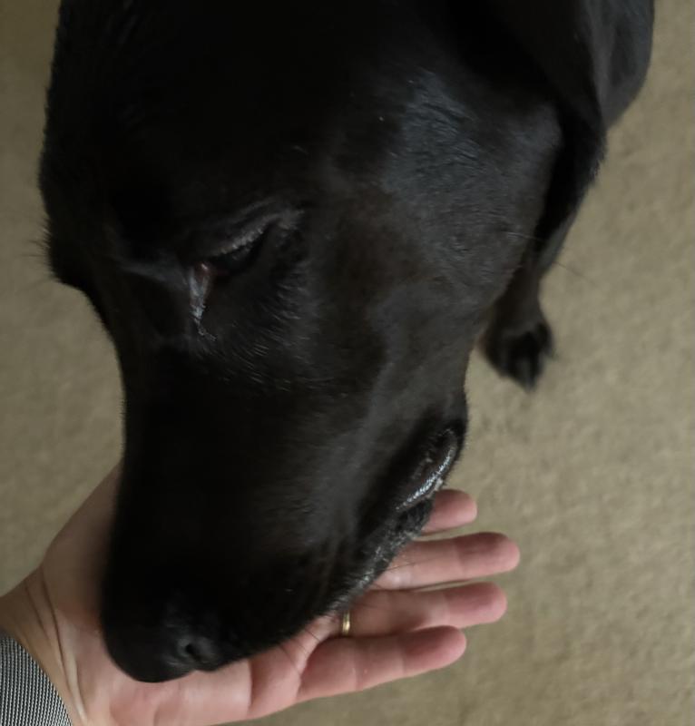 Izzy’s favorite “anytime”  treats!