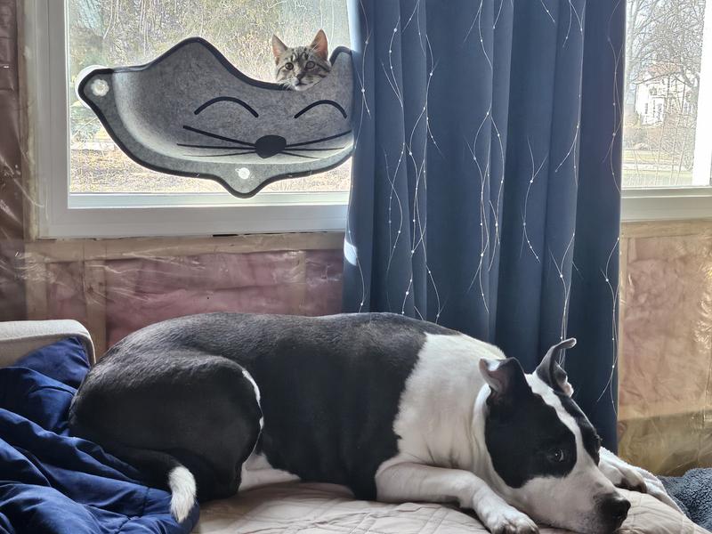 Cleo and Stella sharing space.