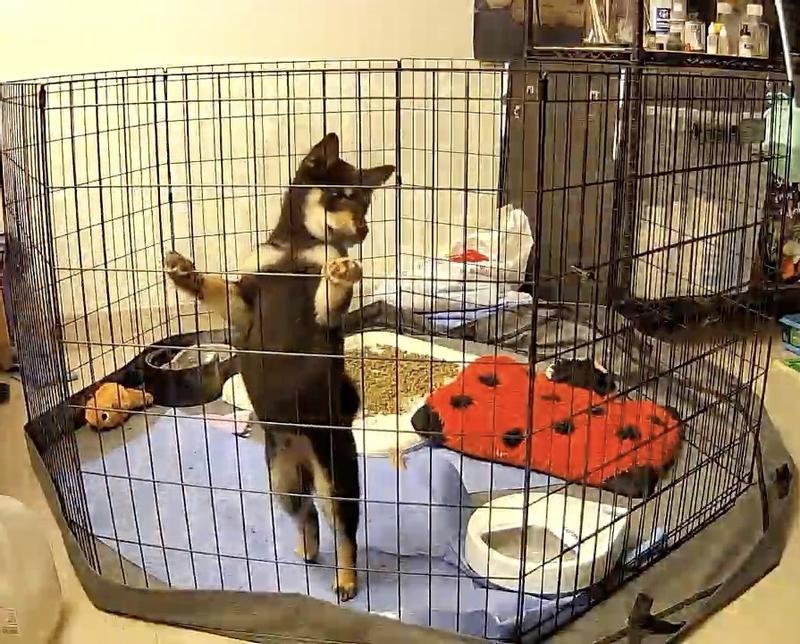 Penned puppy & autofeeder