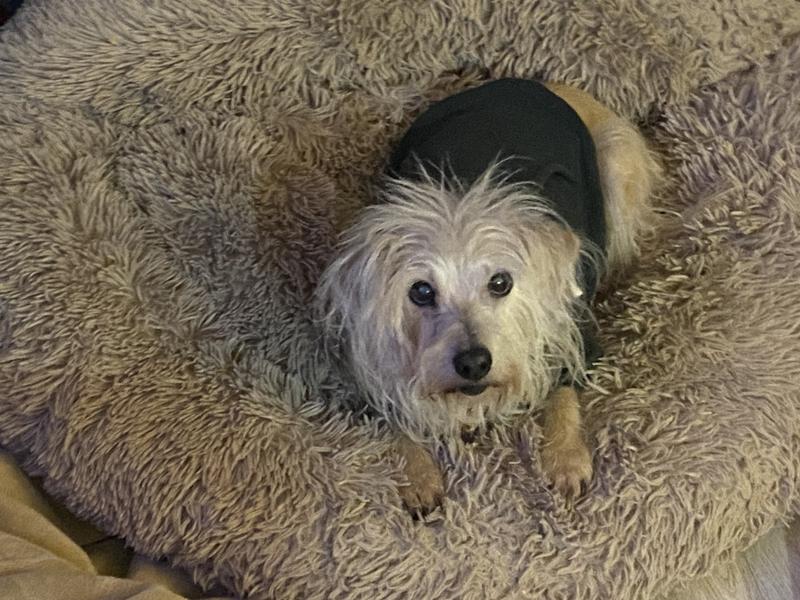 The CocoPups ❤️🐶