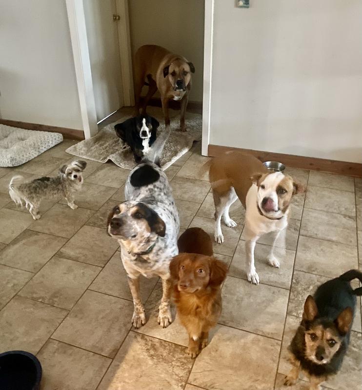 My 6 + 1 now at the Rainbow Bridge