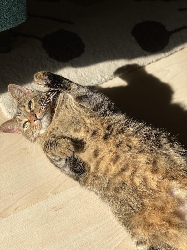 The skin allergy culprit 😻