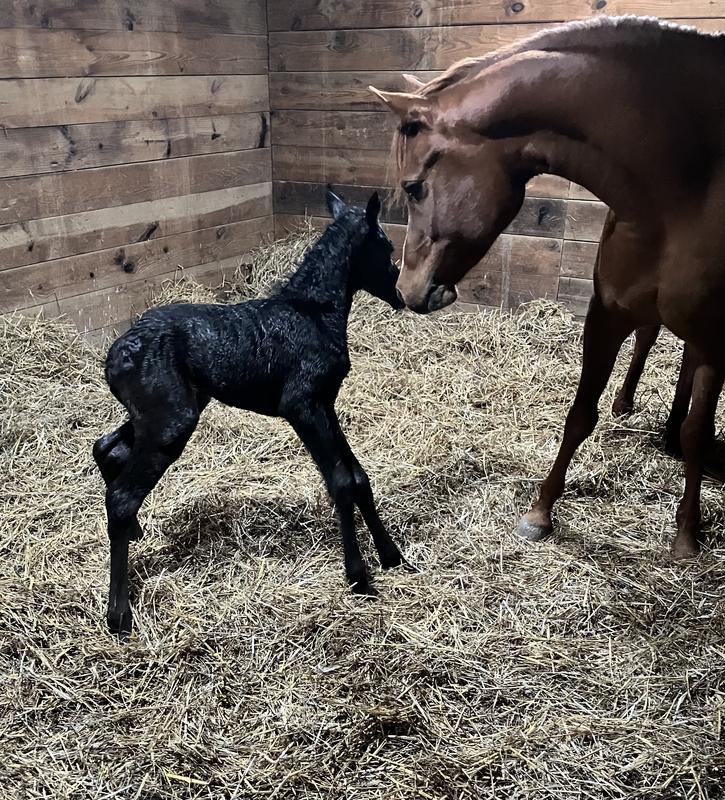 My foal shortly after birth