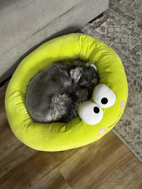 Mini schnauz in medium bed