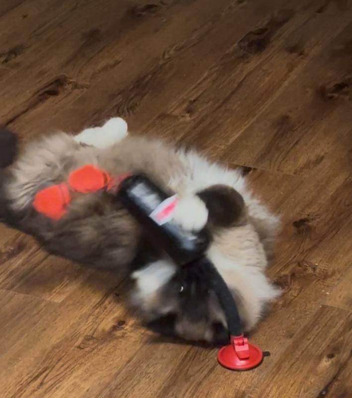 KONG Boxsack Für Katzen Mit Katzenminze - Interaktives Spielzeug Mit Saugnapf