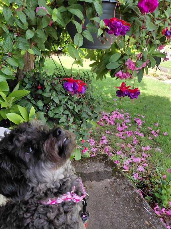 sharks like flowers too