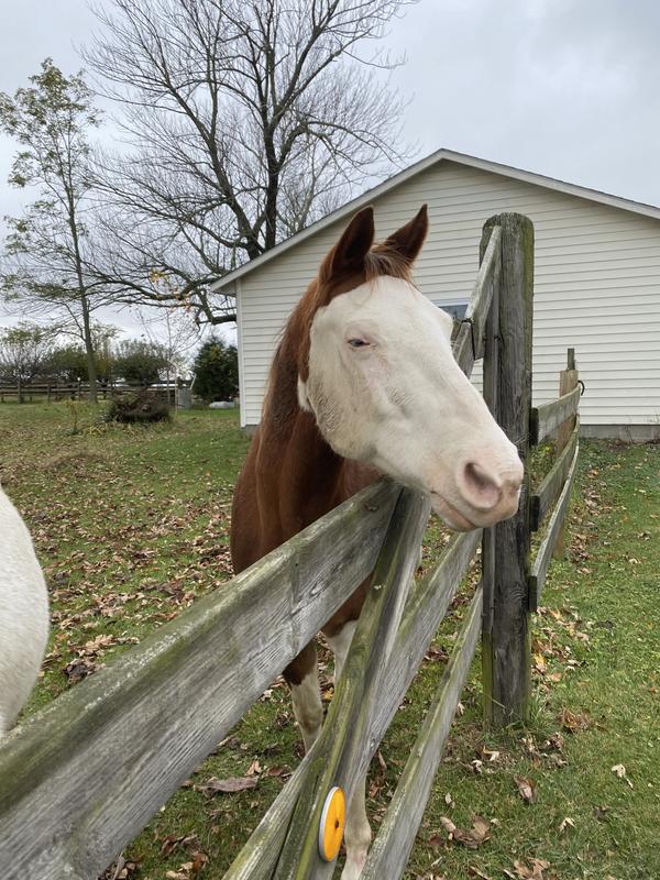 Looking for mom to feed me!