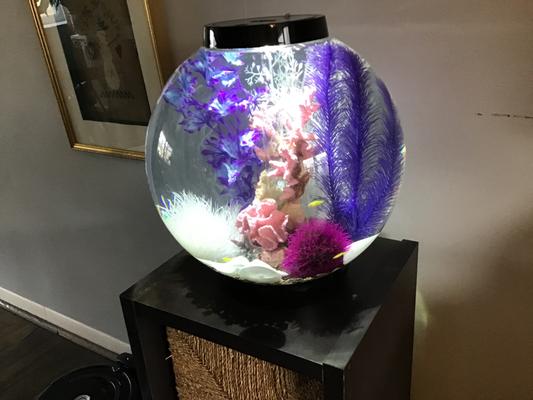 My fish bowl