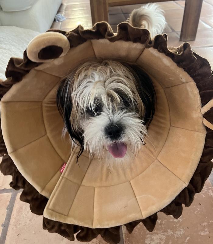 Lion cone hotsell for dogs