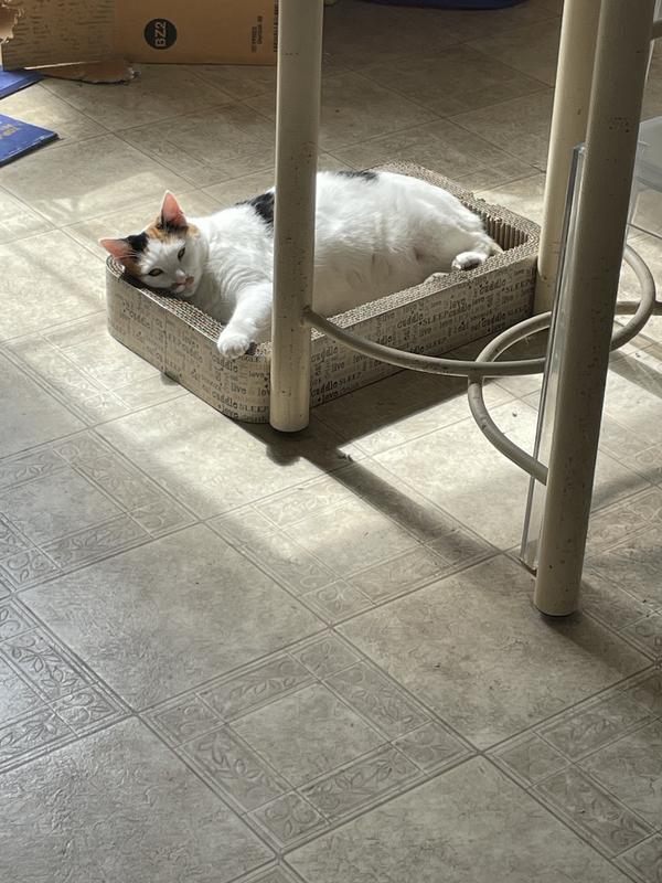 Kit enjoying the am sun in her scratchy basket 😻