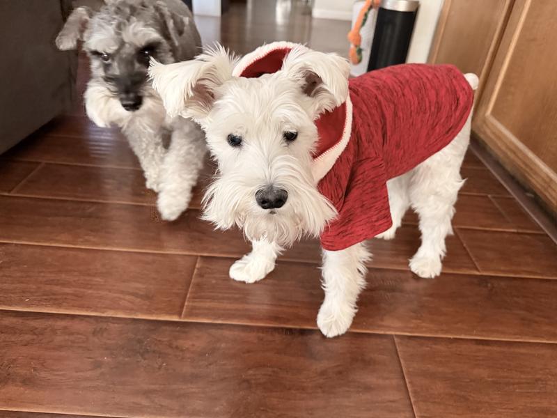 Bobo is ready for Xmas!